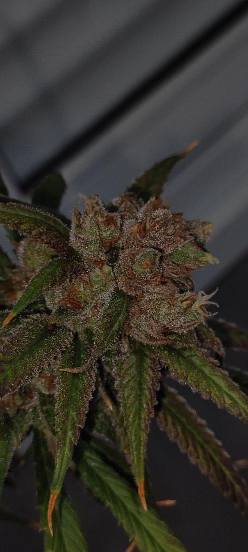 Skywalker Haze. Week 13