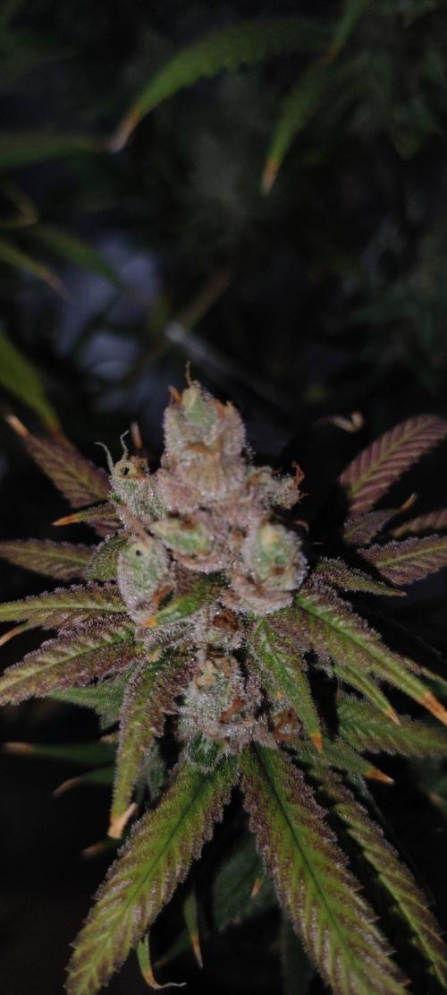 Skywalker Haze. Week 13