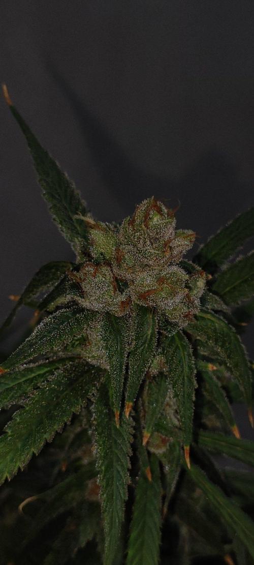 Skywalker Haze. Week 13