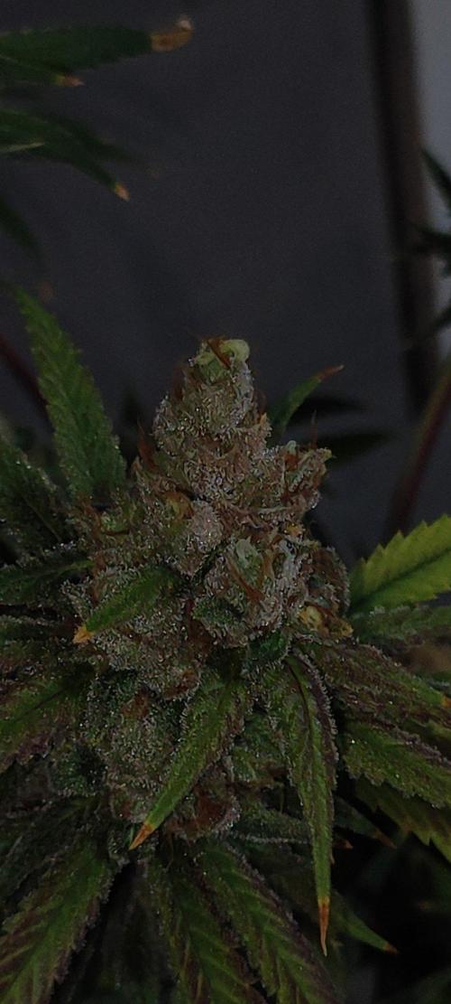 Skywalker Haze. Week 13