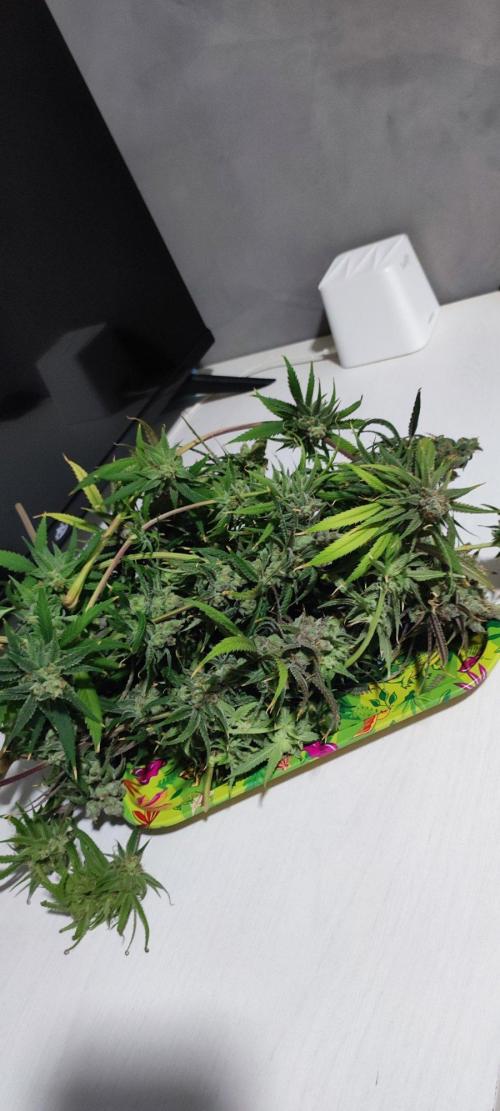 Skywalker Haze. Week 13