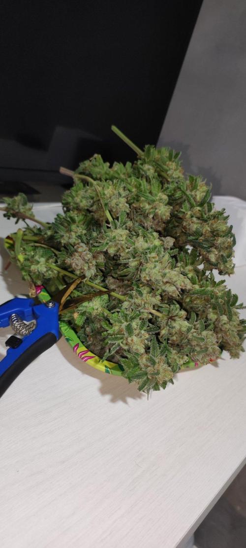 Skywalker Haze. Week 13
