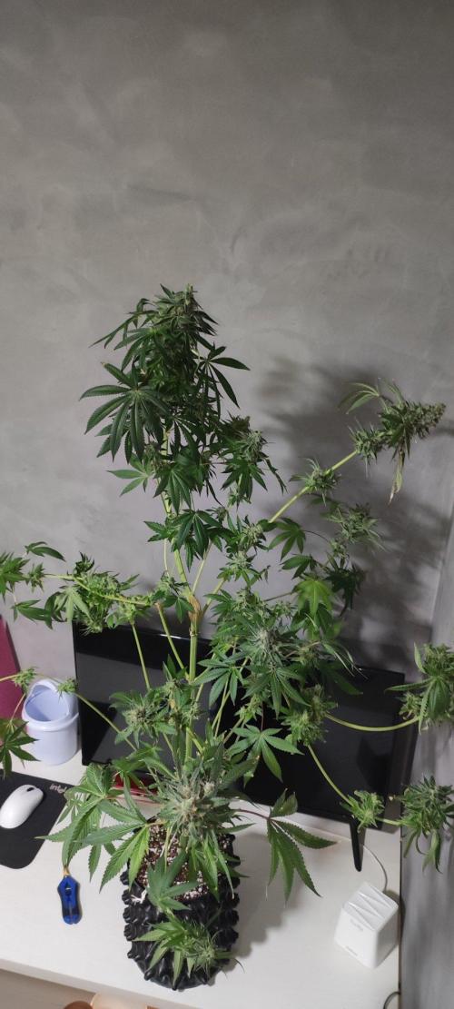 Blue Zushi. Week 13