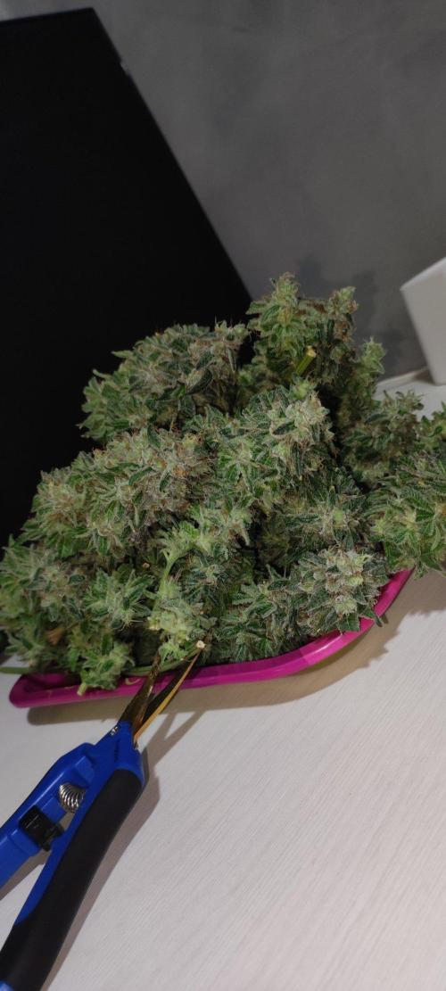 Blue Zushi. Week 13