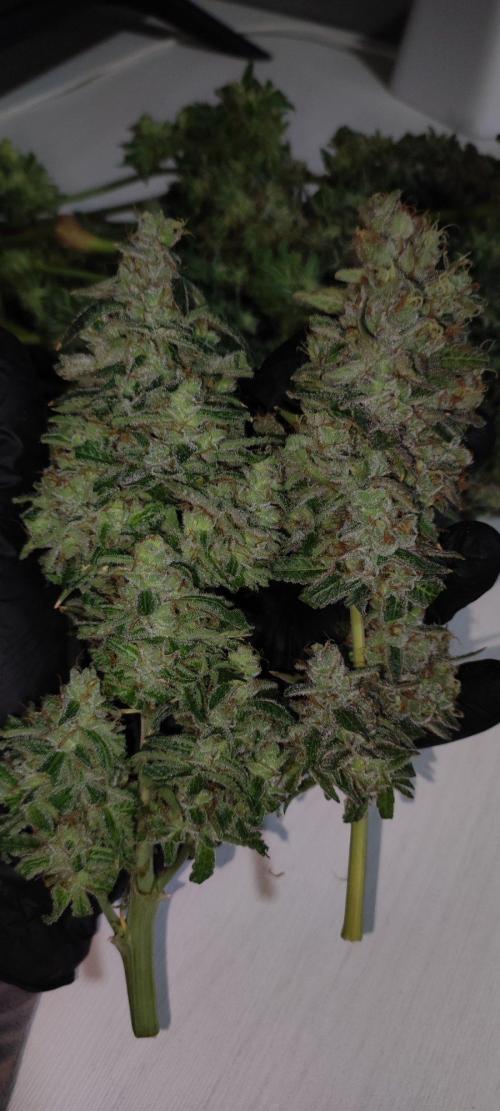 Blue Zushi. Week 13