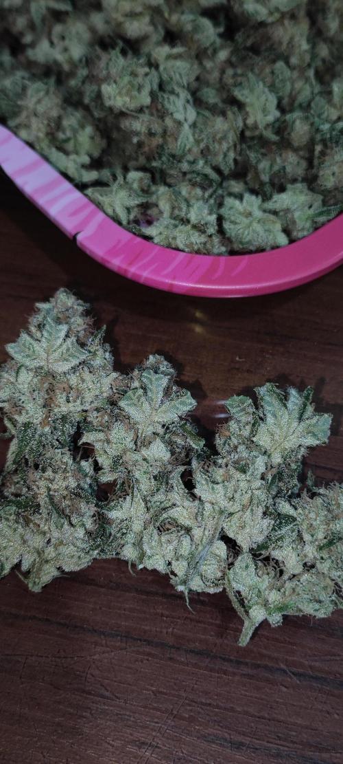 Grape Pie. Week 13