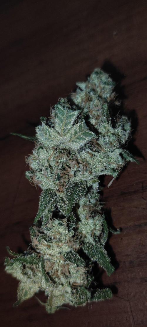 Grape Pie. Week 13