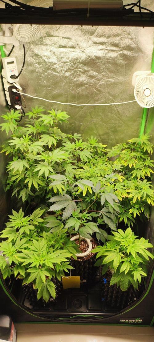 Grape Pie 🍇 *Clone/1. Week 8