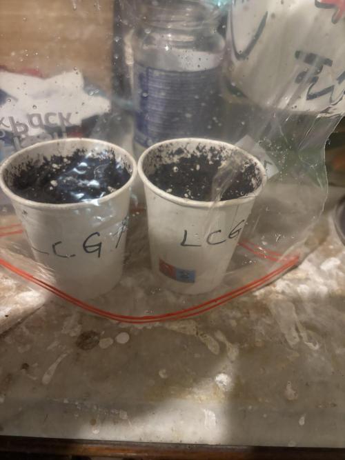 Lemon Cherry Gelato. Week 0