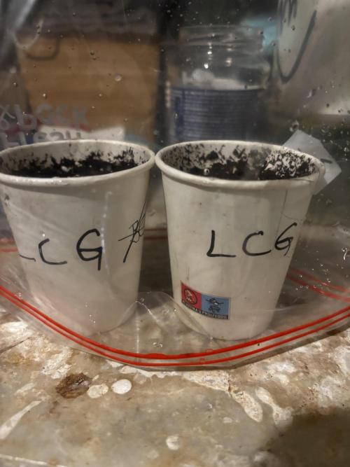 Lemon Cherry Gelato. Week 0