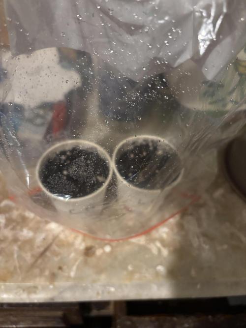 Lemon Cherry Gelato. Week 0