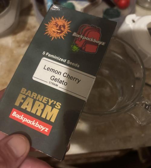 Lemon Cherry Gelato. Week 0