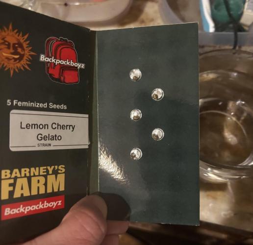 Lemon Cherry Gelato. Week 0