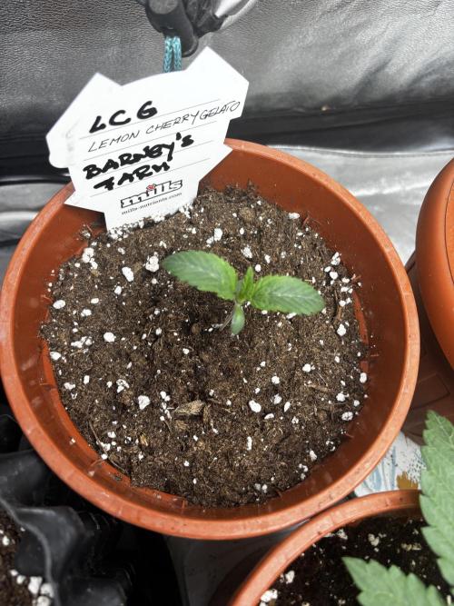 Lemon Cherry Gelato. Week 1