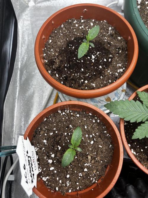 Lemon Cherry Gelato. Week 1