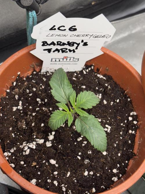 Lemon Cherry Gelato. Week 1