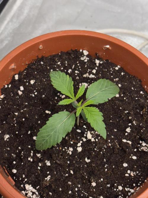 Lemon Cherry Gelato. Week 1