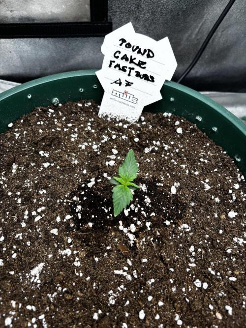 Pound Cake auto. Week 1