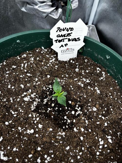 Pound Cake auto. Week 1