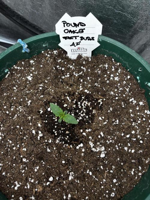 Pound Cake auto. Week 1