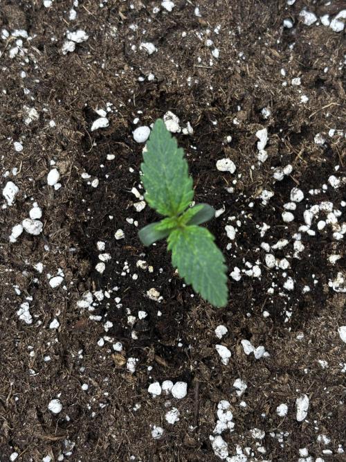 Pound Cake auto. Week 1