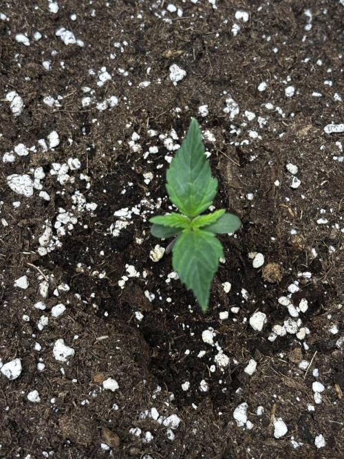 Pound Cake auto. Week 1