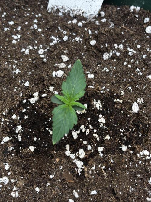 Pound Cake auto. Week 1