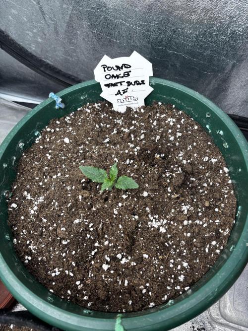 Pound Cake auto. Week 1