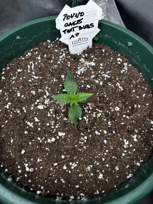Pound Cake auto. Week 1