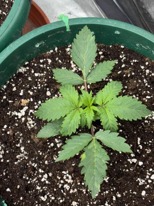 Pound Cake auto. Week 2