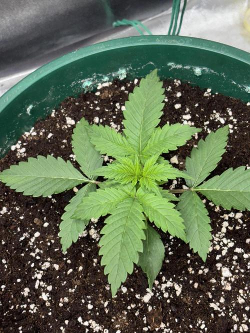 Pound Cake auto. Week 2