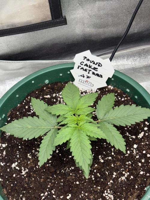 Pound Cake auto. Week 2