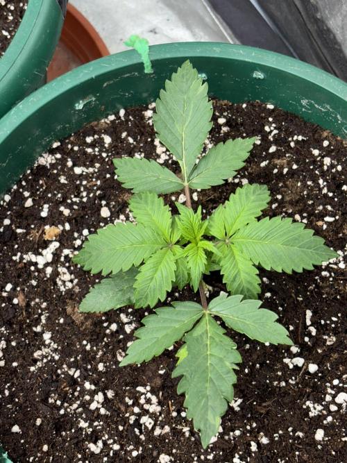 Pound Cake auto. Week 2