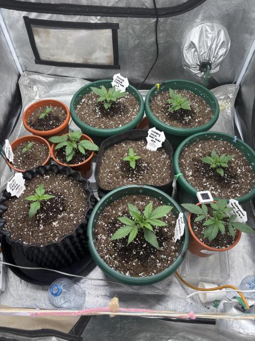 Pound Cake auto. Week 2