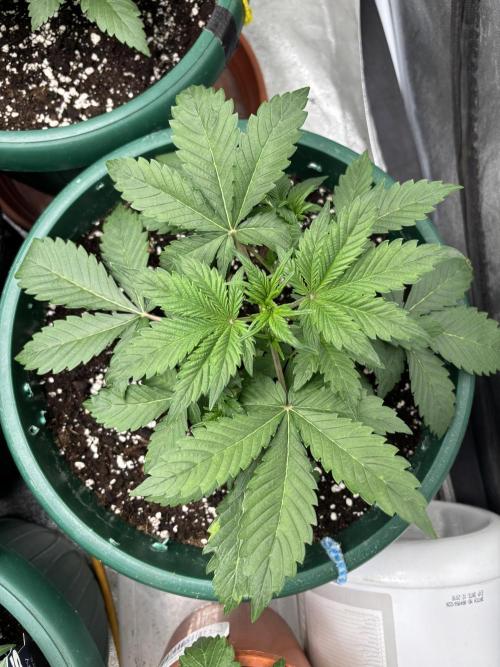 Pound Cake auto. Week 3