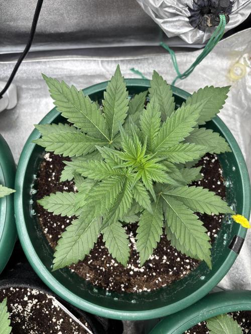 Pound Cake auto. Week 3