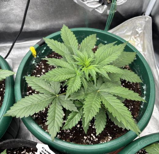 Pound Cake auto. Week 3