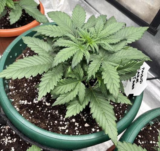 Pound Cake auto. Week 3