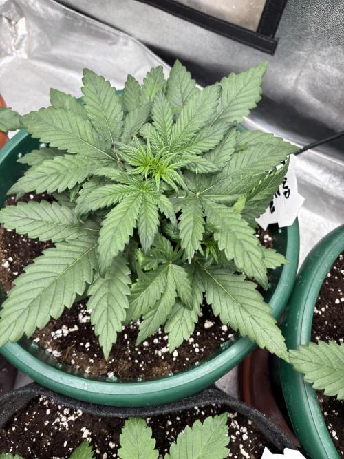 Pound Cake auto. Week 3