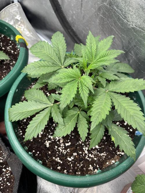 Pound Cake auto. Week 3