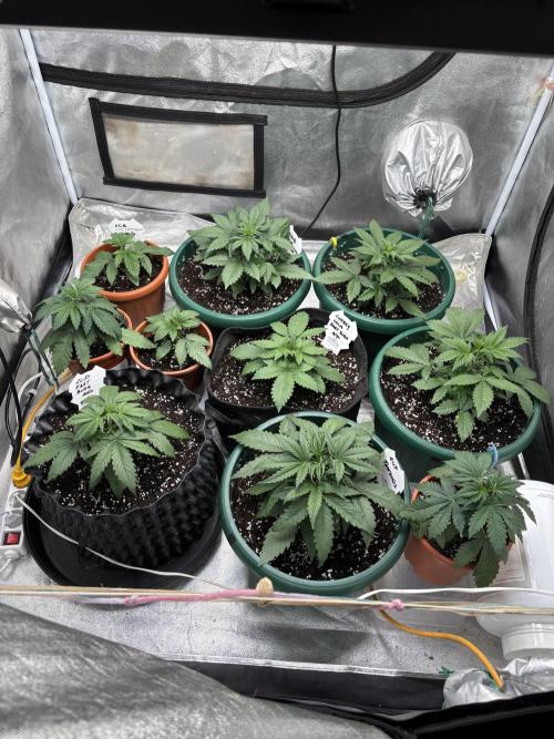 Pound Cake auto. Week 3