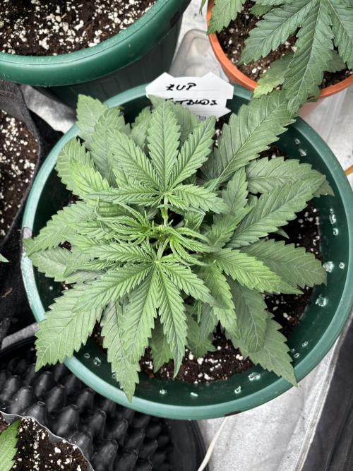 Z-UP auto. Week 3