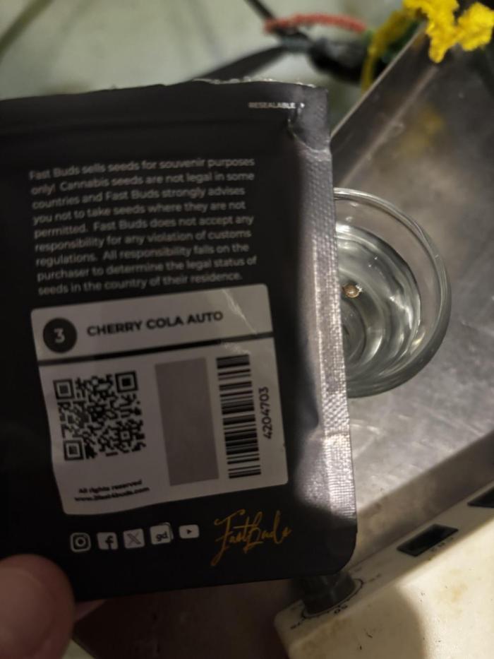 Cherry Cola auto. Week 0