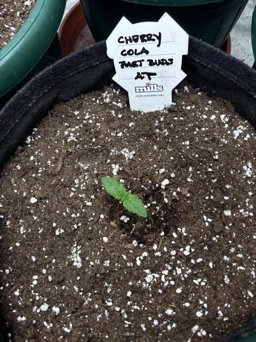 Cherry Cola auto. Week 1