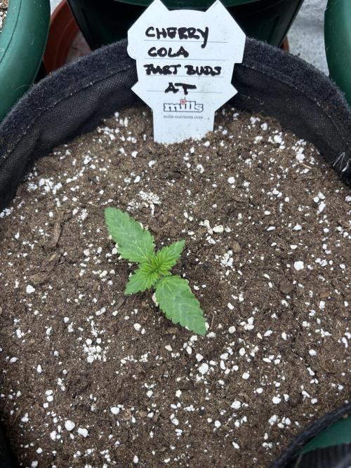 Cherry Cola auto. Week 1