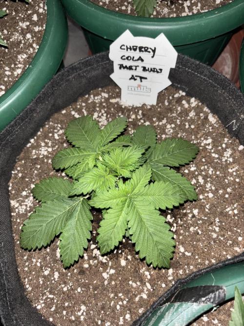 Cherry Cola auto. Week 2
