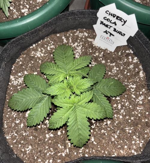 Cherry Cola auto. Week 2