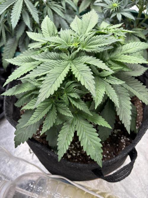 Cherry Cola auto. Week 3