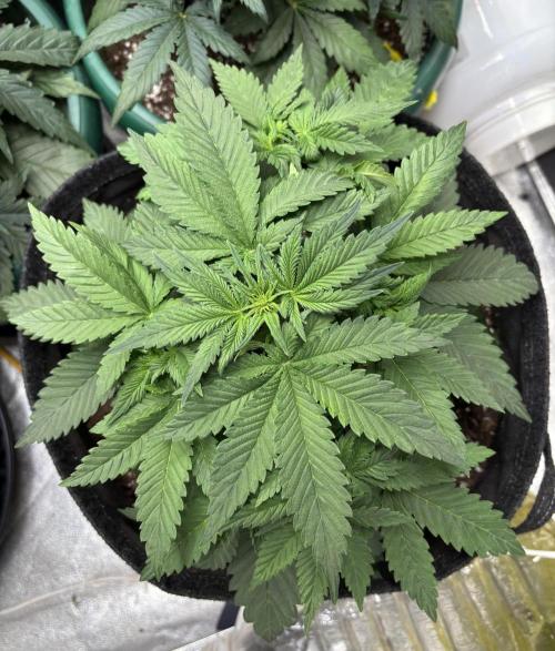 Cherry Cola auto. Week 3