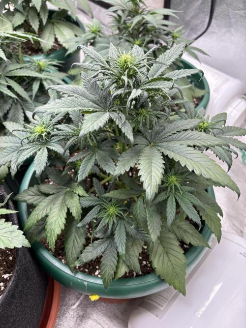 Pound Cake auto. Week 4